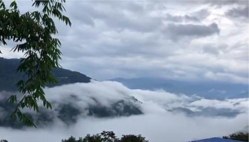 2021年白鶯山古樹秋茶多少錢一公斤？