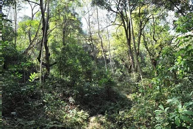 2021年老班章古樹秋茶特點(diǎn)？