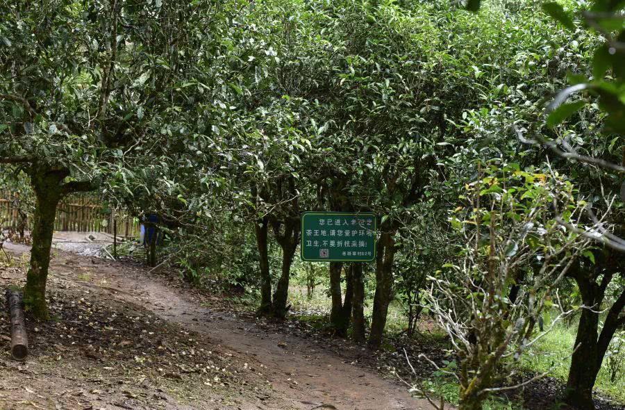 2021年老班章古樹秋茶價(jià)格？