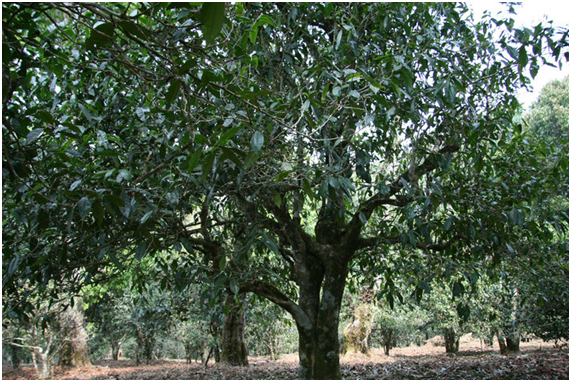 2021年老班章古樹秋茶多少錢一公斤？