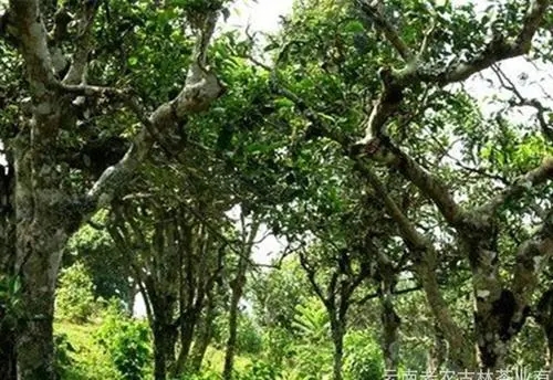 2021年新班章古樹秋茶特點(diǎn)？