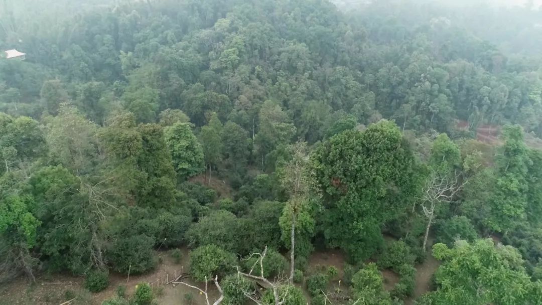 2021年新班章古樹秋茶口感是什么？