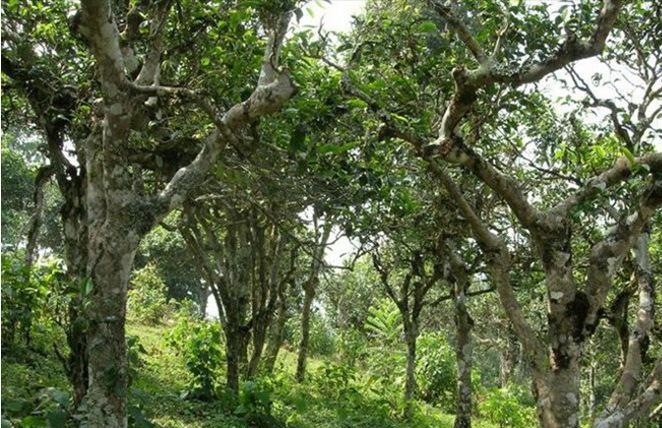 2021年新班章古樹秋茶多少錢一公斤？