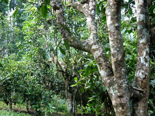 2021老曼峨古樹秋茶多少錢一公斤？