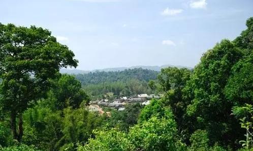 2021年老曼峨古樹秋茶口感最霸氣的山頭！