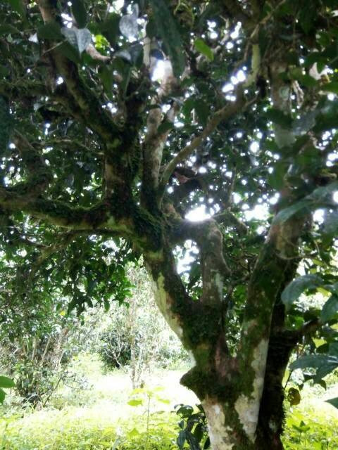 2021年班章茶區(qū)壩卡囡古樹秋茶多少錢一公斤？