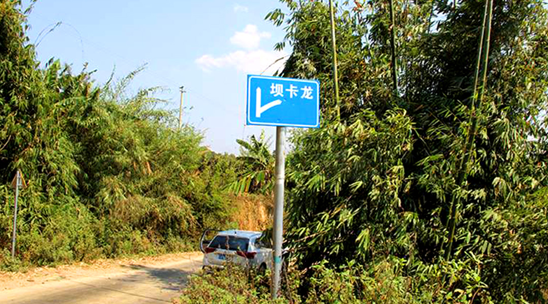 2021班章茶區(qū)壩卡竜古樹秋茶特點！