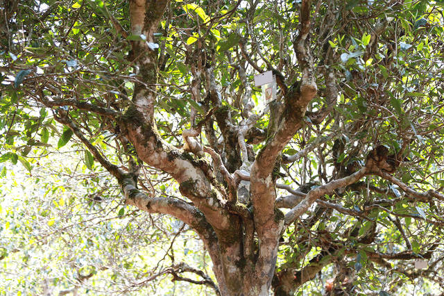 2021年布朗山班盆古樹秋茶口感？