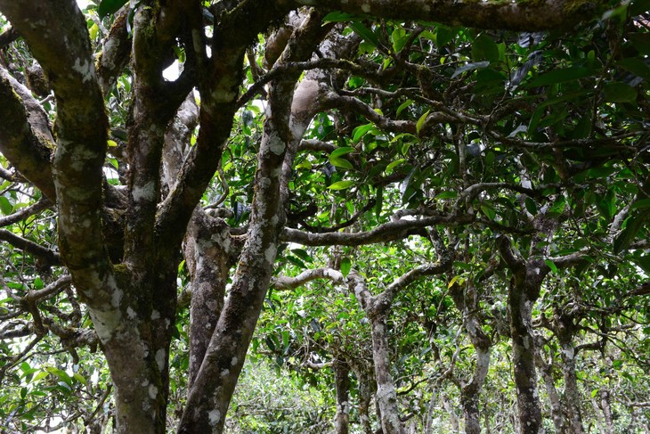 2021年布朗山班盆古樹秋茶價格？