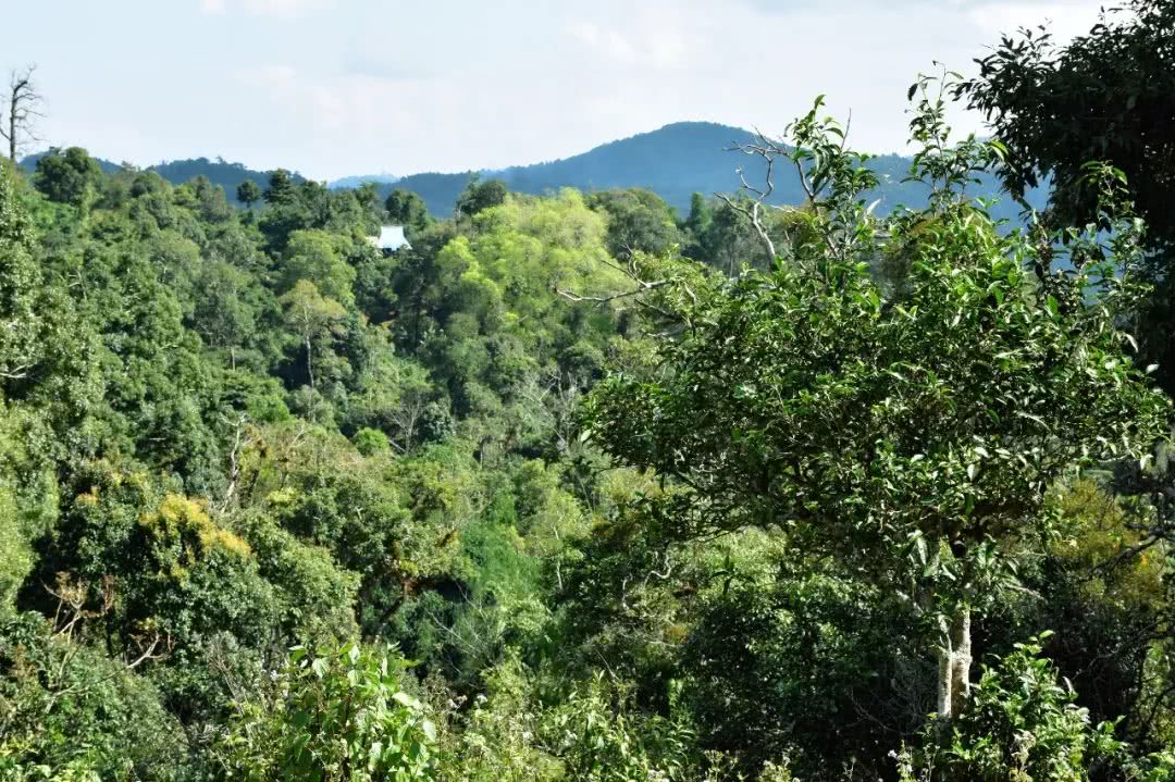 2021年賀開古樹秋茶品鑒實(shí)錄！