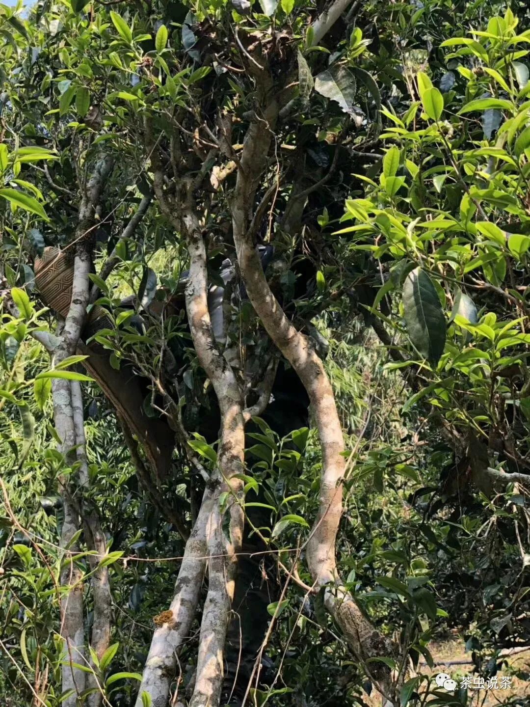 2021年廣別老寨古樹秋茶價(jià)格？