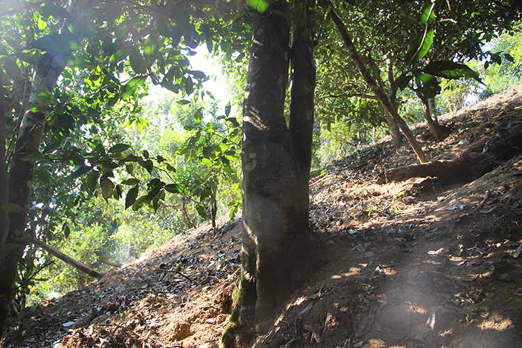 2021年廣別老寨古樹秋茶為何被稱為妖茶？