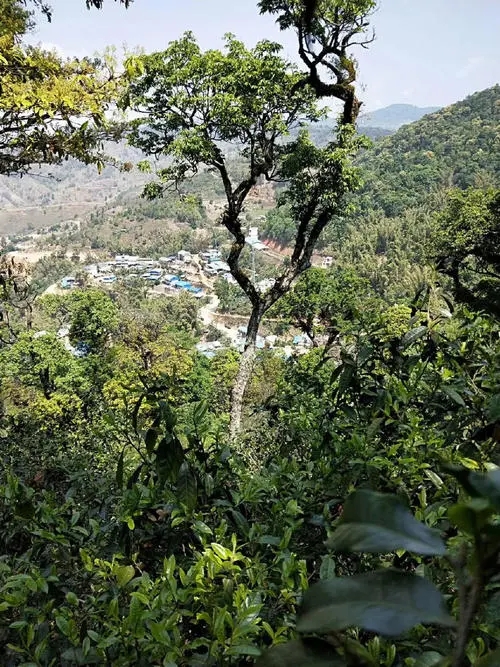 2021年勐宋那卡古樹秋茶價格？