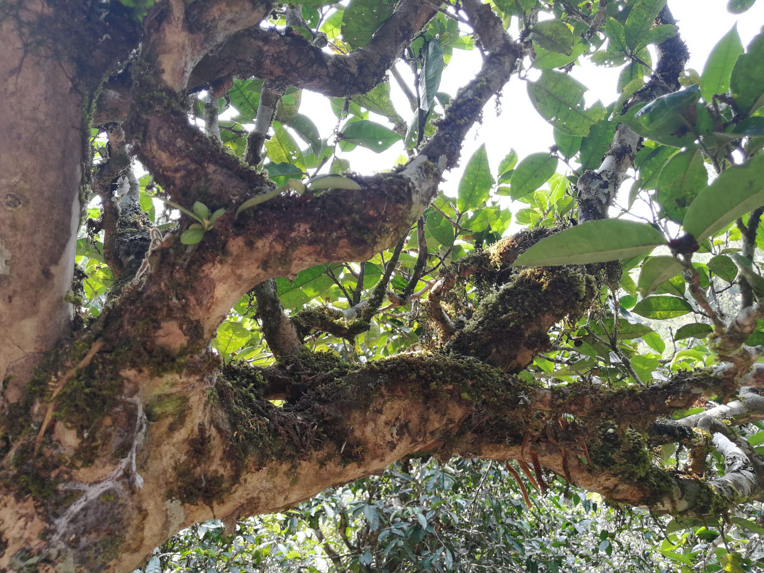 2021年勐宋那卡古樹秋茶多少錢一公斤？