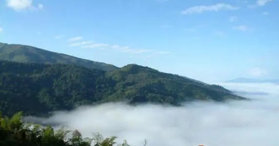 2021年滑竹梁子古樹品鑒實錄？