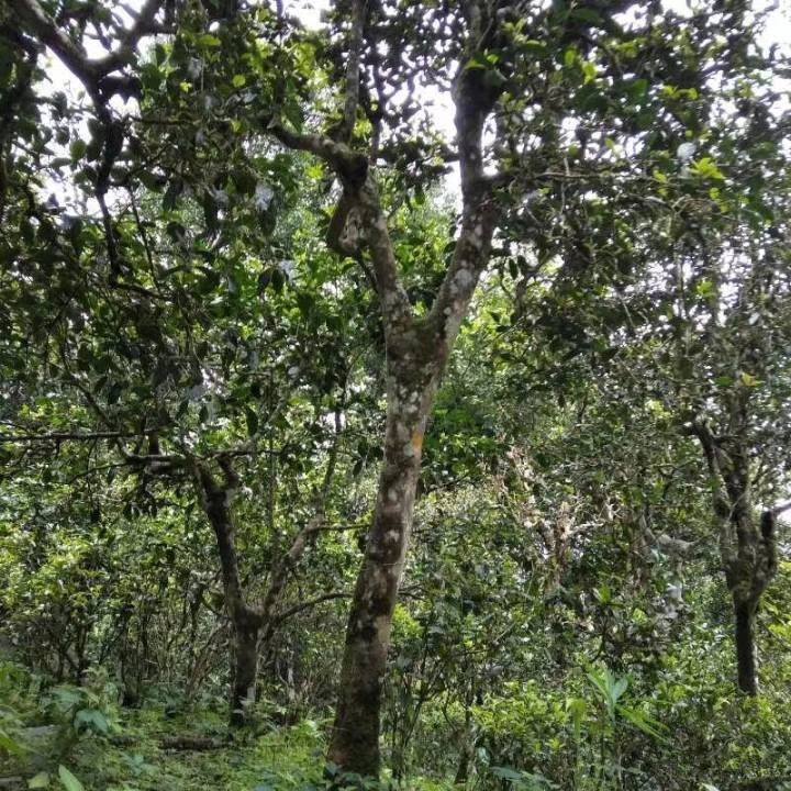 2021年巴達山章朗古樹秋茶口感？