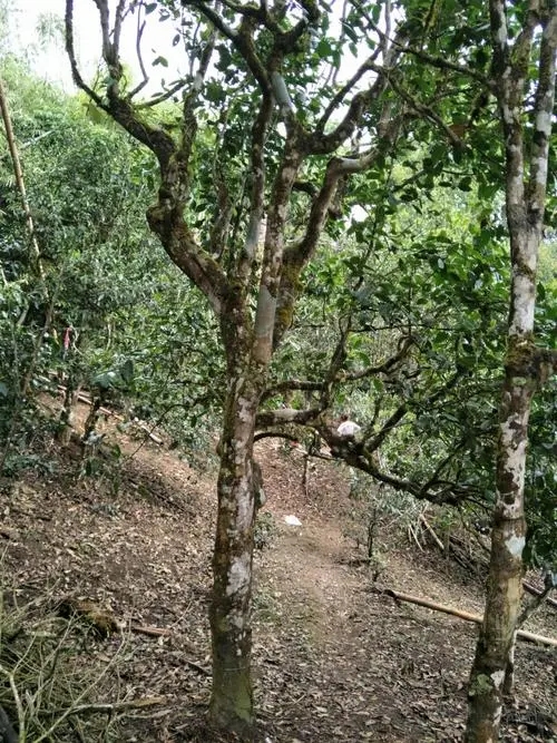 2021年巴達山章朗古樹秋茶價格？