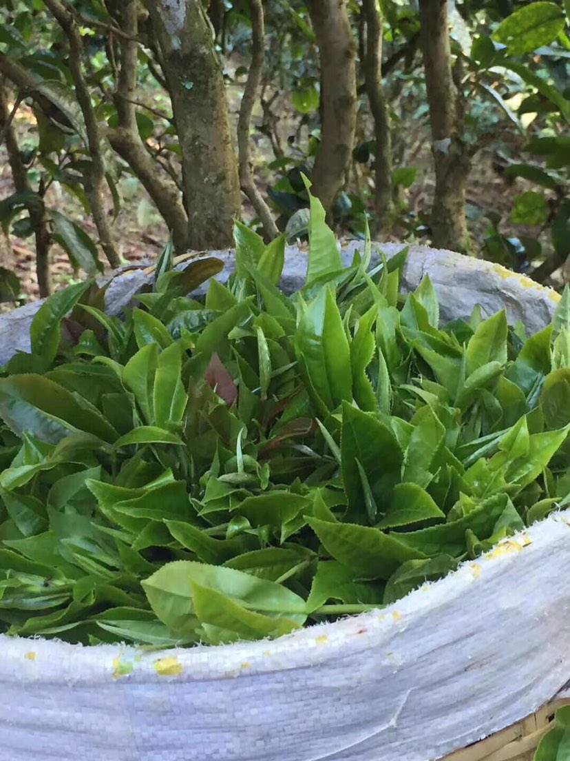 2021年巴達山章朗古樹秋茶多少錢一公斤？