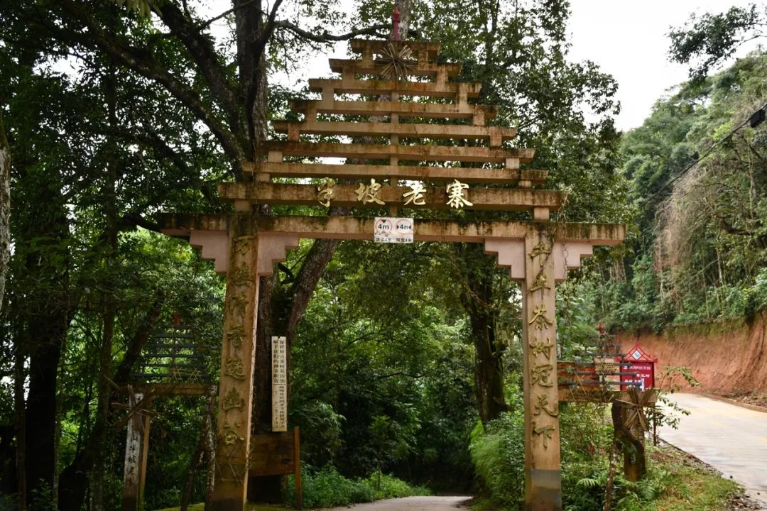 2021年南糯山半坡老寨古樹秋茶特點？