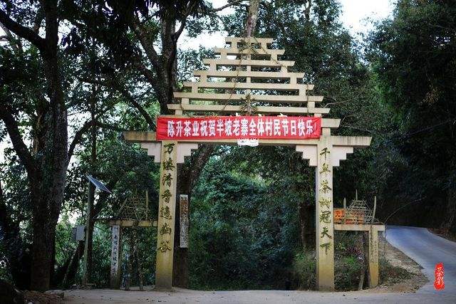 2021年南糯山半坡老寨古樹秋茶價格？