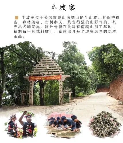 2021年南糯山半坡老寨古樹秋茶品鑒！