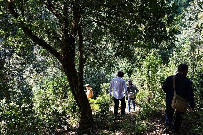 2021年南糯山拔瑪老寨古樹秋茶特點是什么？