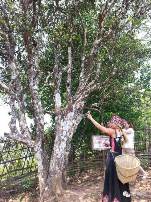 2021年帕沙古樹(shù)秋茶價(jià)格是多少？