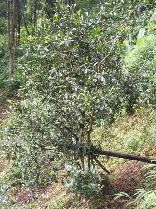 2022年須立貢茶古茶山詳解！