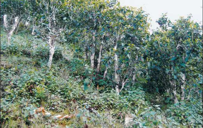 2022年須立貢茶普洱茶繞不開的古茶山！