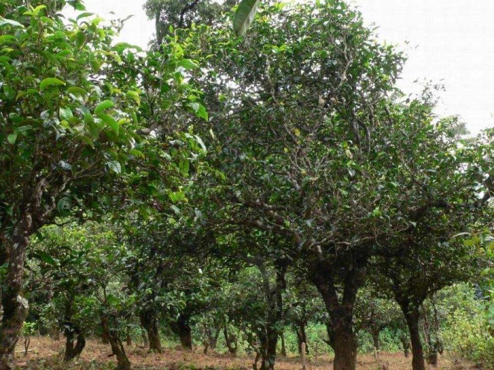 2022年須立貢茶為何備受皇室青睞!揭秘！