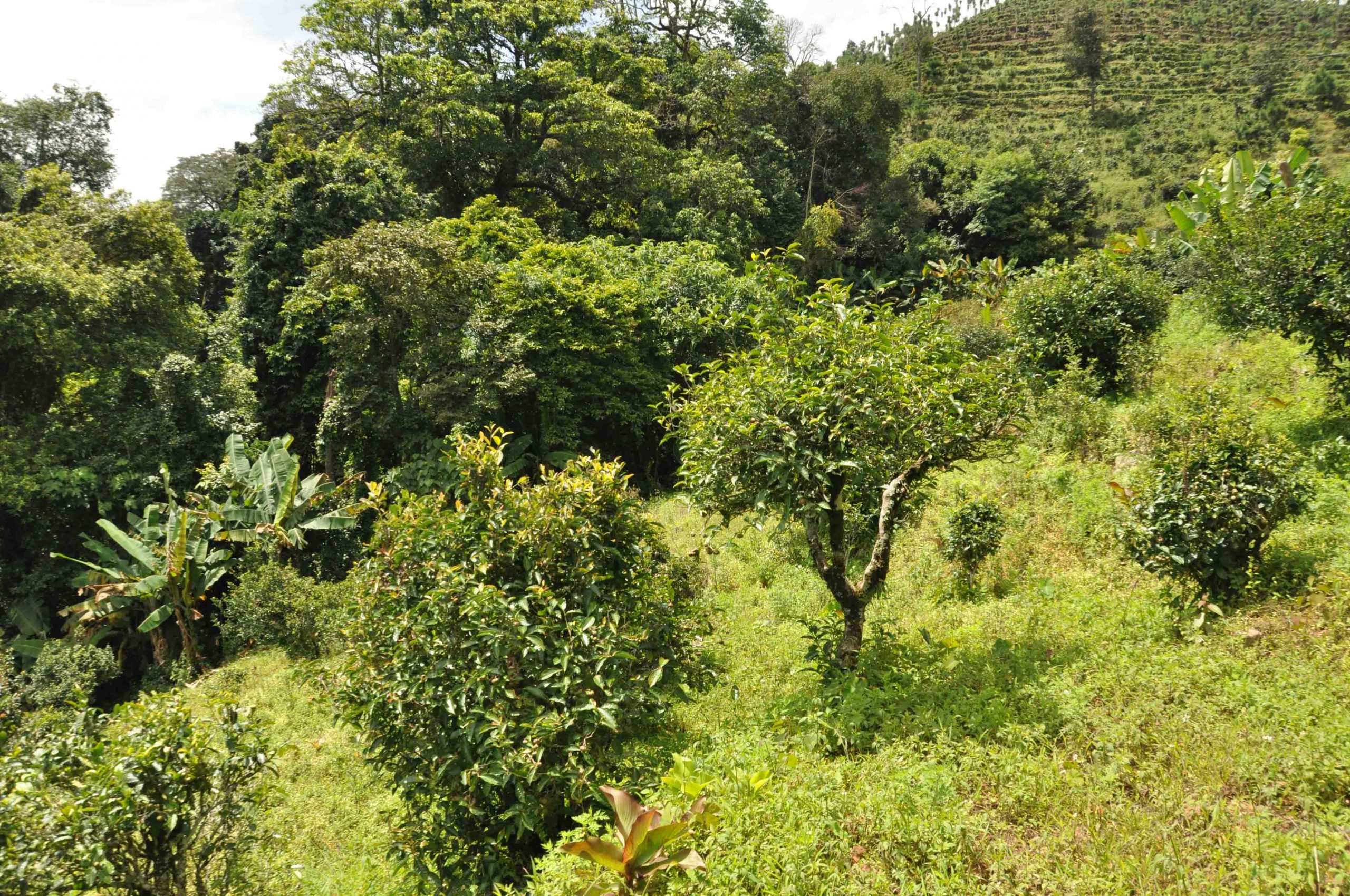 2022年迷倒皇帝的貢茶-迷帝古樹春茶特點？