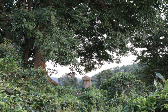 2022年迷帝古樹春茶口感是什么？