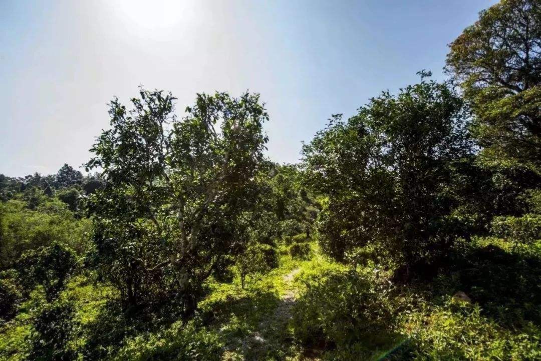 2022年迷帝古樹春茶多少錢一公斤？