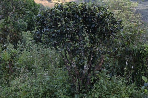 2022年迷帝古樹春茶，這里的茶 皇帝都著迷