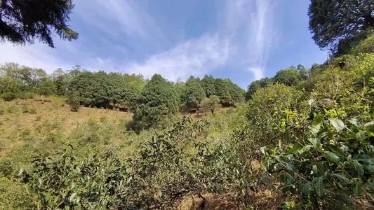 2022年墨江鳳凰窩古樹春茶口感是什么？