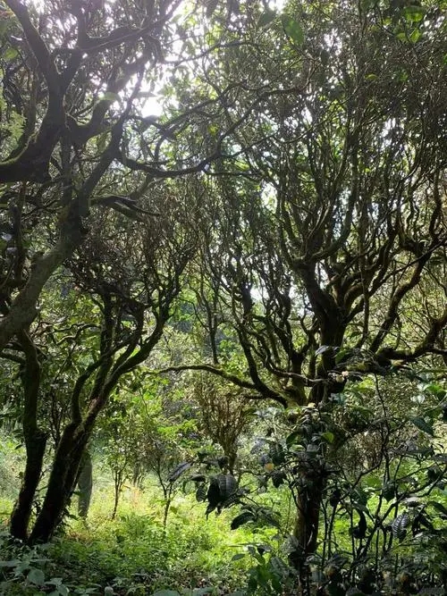 2022年墨江鳳凰窩古樹春茶多少錢一公斤？