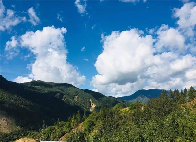 2022年景谷黃草壩古樹春茶多少錢一公斤？