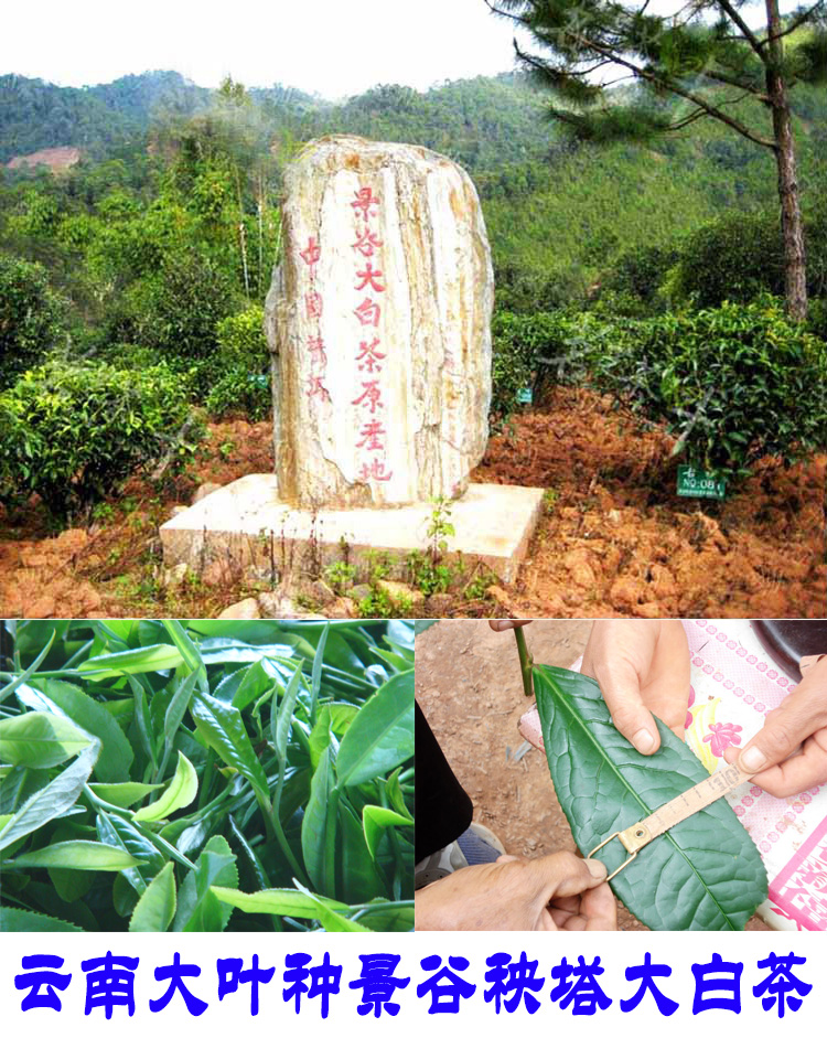 2022年景谷秧塔古樹春茶口感是什么？