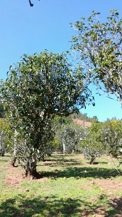 2022年景谷秧塔古樹春茶價(jià)格是多少？