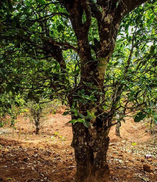 2022年景谷苦竹山古樹春茶特點(diǎn)是什么？