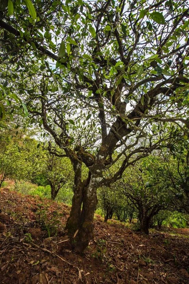 2022年景谷苦竹山古樹(shù)春茶多少錢(qián)一公斤？