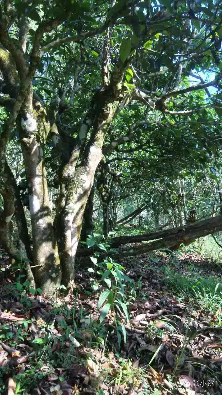 2022年景谷苦竹山古樹(shù)春茶價(jià)格多少？