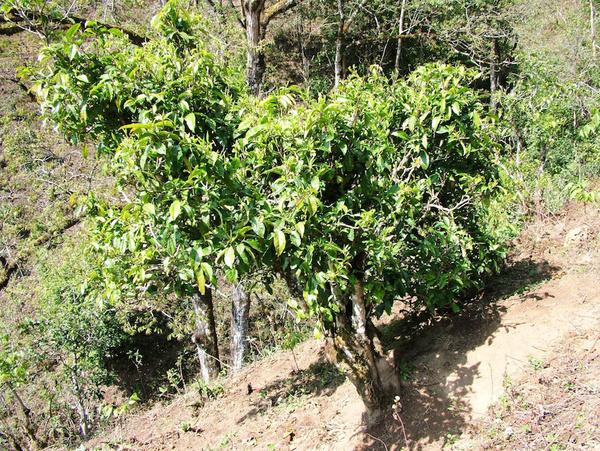 2022年景東御筆古茶山古樹春茶特點(diǎn)？