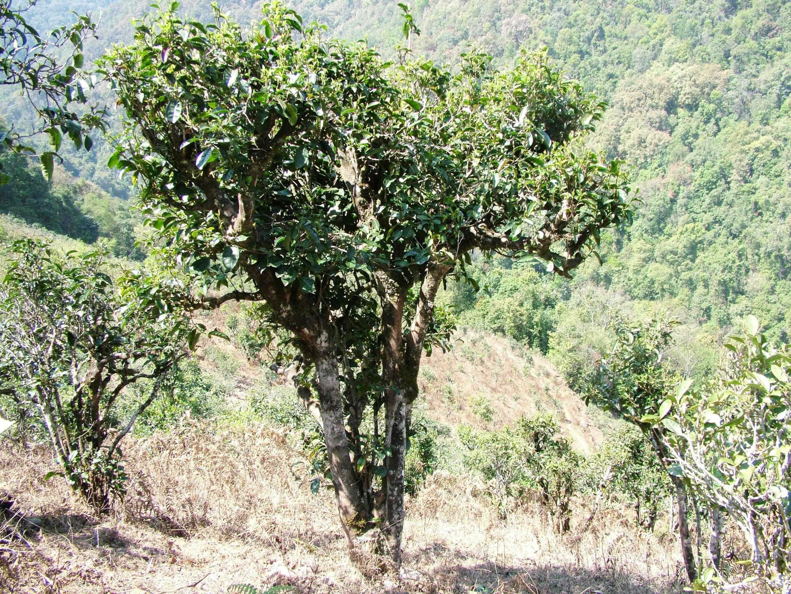 2022年景東御筆古樹春茶口感是什么？