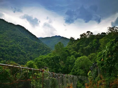 2022年景東御筆古樹春茶價(jià)格多少？