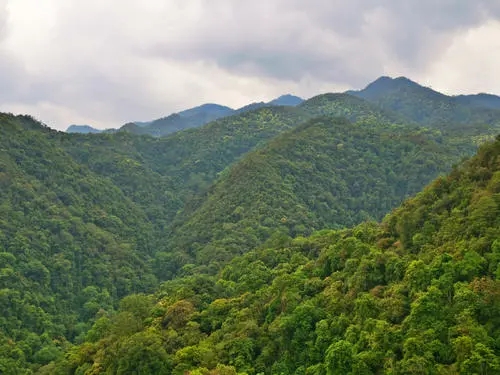 2022年無量山古樹春茶迎春“綻放”！