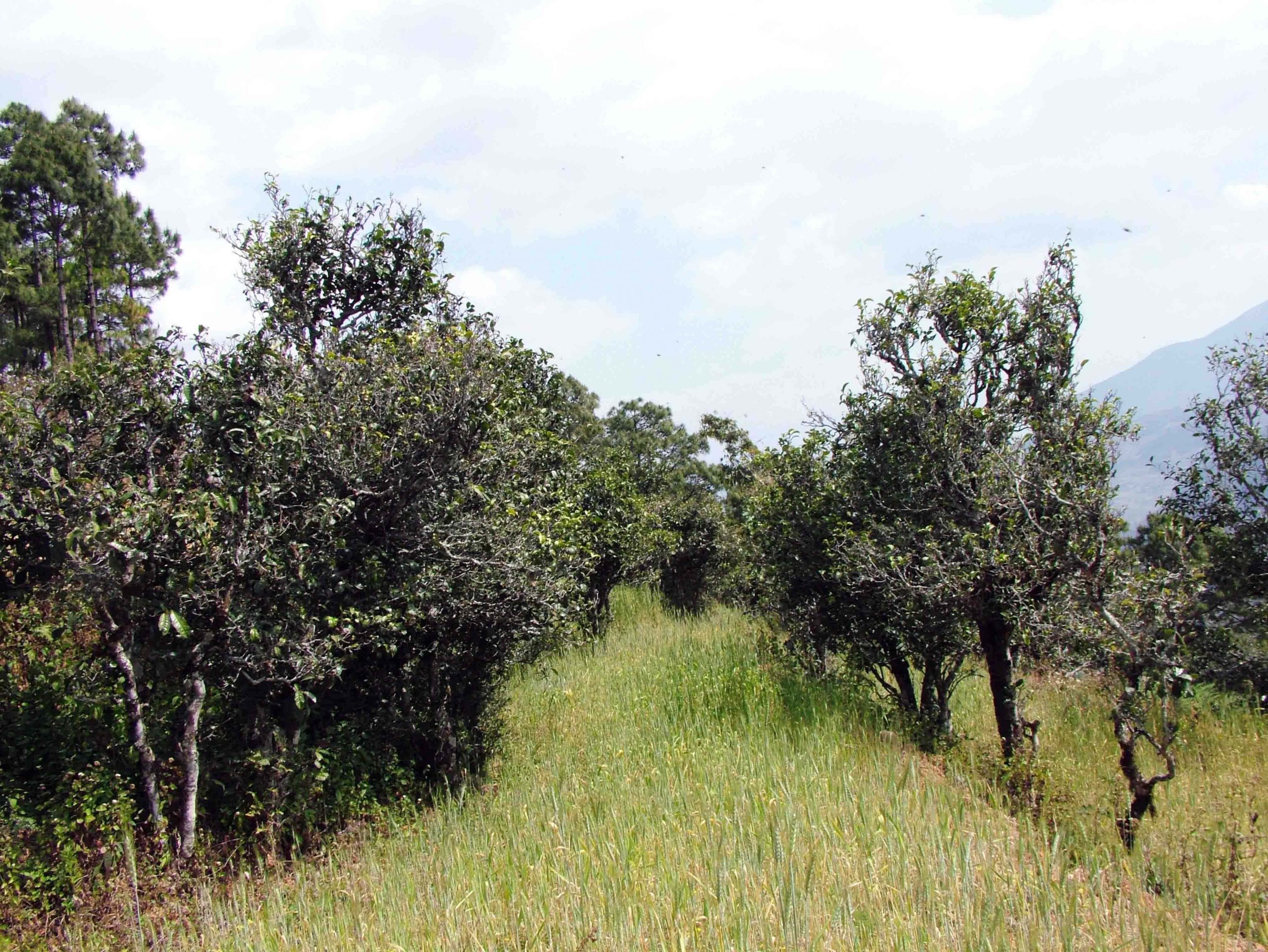 2022年景東老倉福德古樹春茶口感特點？
