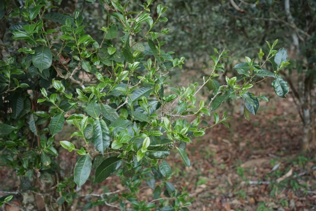 2022年景東哀牢山古樹春茶價格多少？