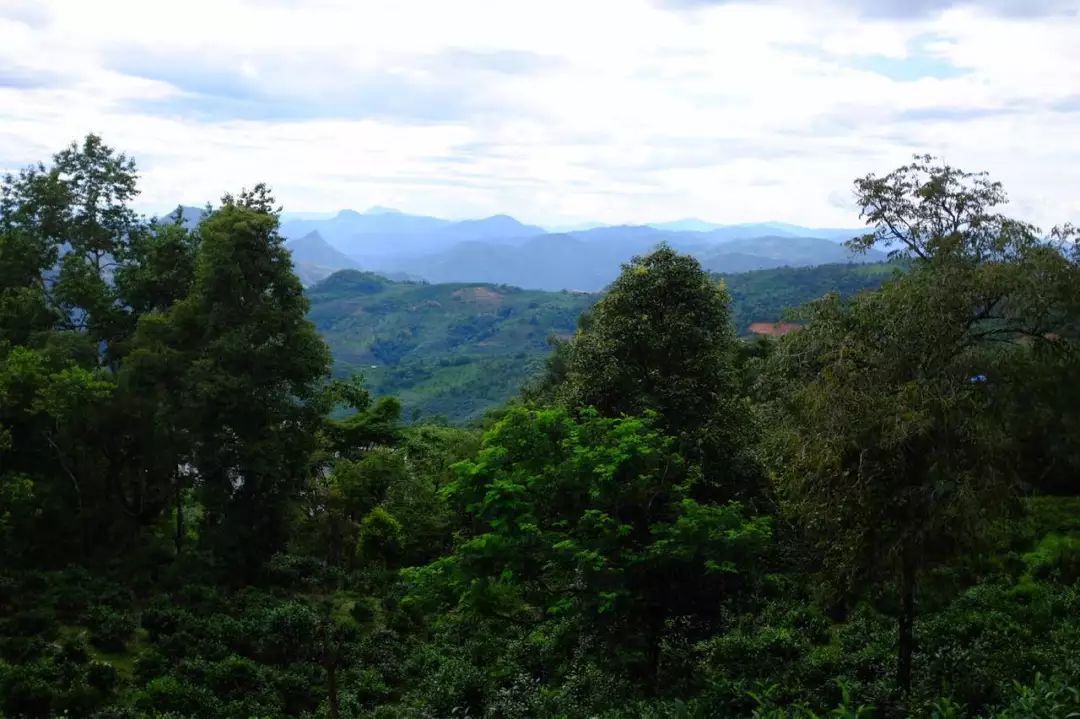 2022年景東祭茶祖 迎春茶，古樹春茶多少錢一公斤？