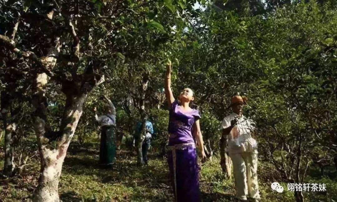 2022年鎮(zhèn)沅爺號(hào)大爺馬鄧古樹(shù)春茶特點(diǎn)？